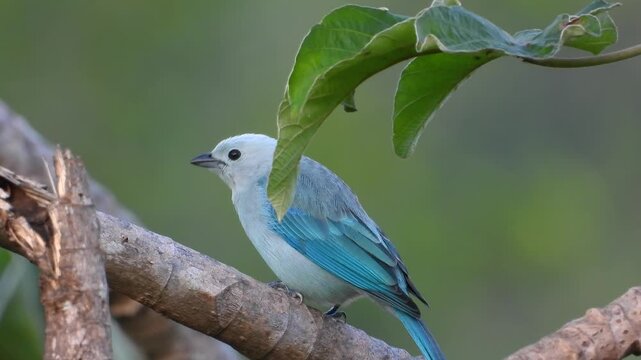 Profile shot slightly behind solo blue-gray tanager bird sitting still on branch with shallow depth of field.
