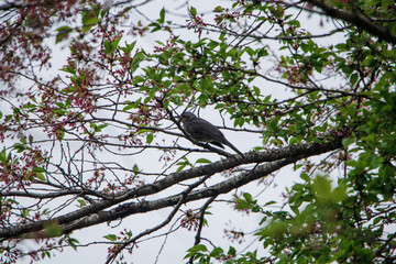 Travel to Japan to see nature