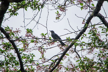 Japan is beautiful whenever you visit