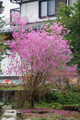 Japan is beautiful whenever you visit