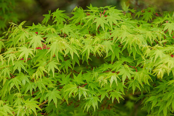 Japan is beautiful whenever you visit