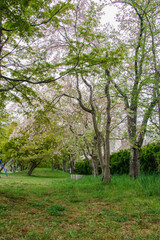 Fototapeta premium Japan is beautiful whenever you visit