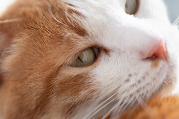 眠そうな表情の可愛い猫　茶トラ白