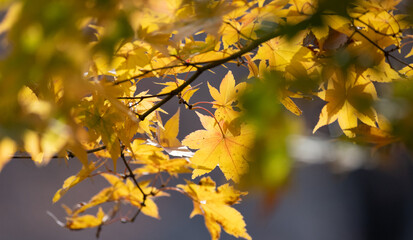 光に照らされて美しい紅葉	