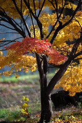 光に照らされて美しい紅葉	