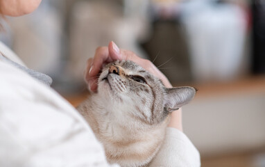 可愛い猫を抱きしめる飼い主　シャムトラ猫