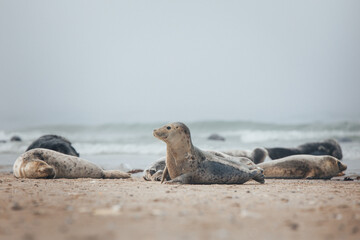Young common seal lying on the coast of the North Sea, sea breeze, natural light, wildlife. Close-up