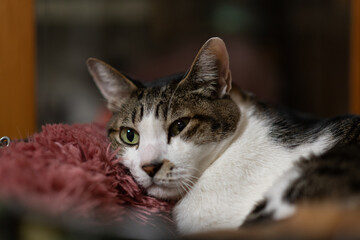 お気に入りの場所でくつろぐ可愛い猫　キジトラ白