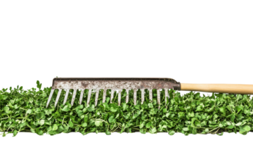 Gardening Rake and Fresh Herbs