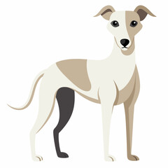 jack russell terrier