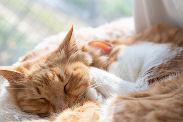 窓辺で眠る可愛い二匹の猫	