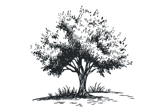 Monochrome illustration of a lone tree with grass on a hill. Vector retro hand drawn illustration