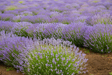 Lavender field. Fragrant lavender flowers. Landscape. Nature landscape composition. Blooming...