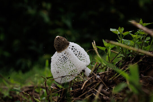 Phallus indusiatus, commonly called the bamboo fungus, bamboo pith, long net stinkhorn, crinoline stinkhorn or veiled lady, is a fungus in the family Phallaceae, or stinkhorns.
