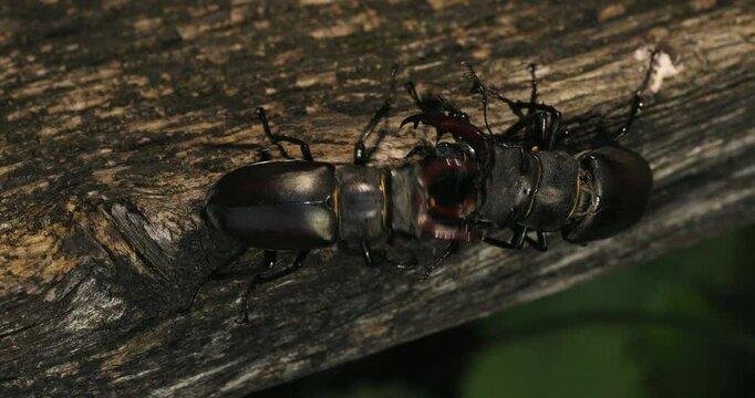 Kampf und Paarung der Hirschk&auml;fer (Lucanus cervus)  am Eichenwald der Schw&auml;bischen Voralb