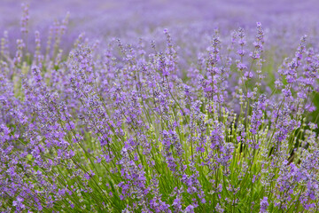 Lavender field. Fragrant lavender flowers. Landscape. Nature landscape composition. Blooming...
