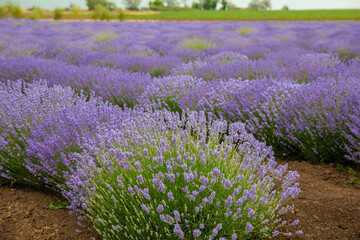 Lavender field. Fragrant lavender flowers. Landscape. Nature landscape composition. Blooming lavender. Aromatherapy. Blooming bushes.