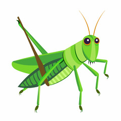 green grasshopper on a white background