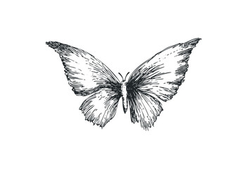 Fototapeta premium Intricate black and white butterfly sketch with detailed wings. Vector retro hand drawn illustration