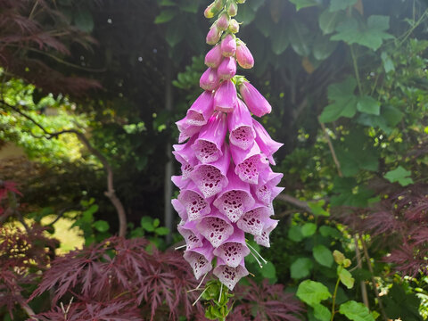 Bl&uuml;te Roter Fingerhut Digitalis purpurea