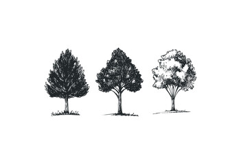 Fototapeta premium Artistic sketch of three distinct tree types in black and white. Vector retro hand drawn illustration