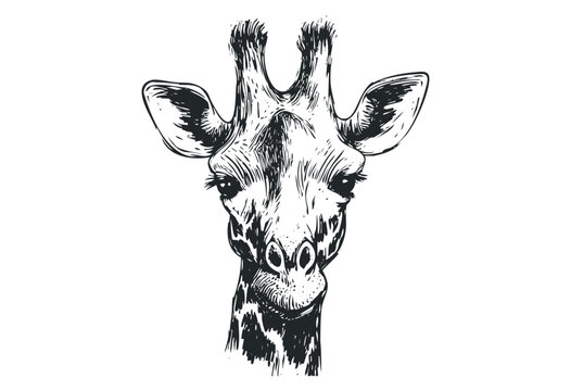 Detailed sketch of a giraffe with intricate linework head features. Vector retro hand drawn illustration