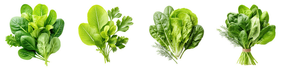 Obraz premium Fresh assortment of green leafy vegetables and herbs