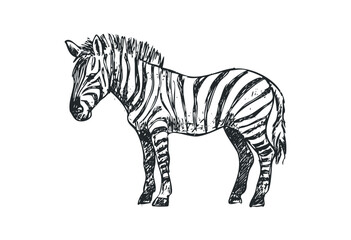 Hand-sketched zebra illustration in black and white. Vector retro hand drawn illustration