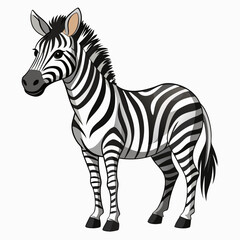 zebra isolated on white