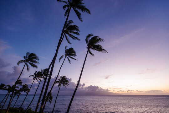 Stunning Hawaii ocean sunset with silhouettes of palm trees swaying against a vibrant sky