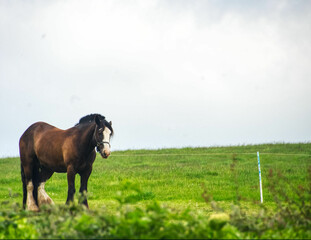 horse in the field