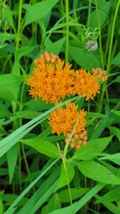orange flower in the garden