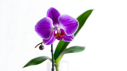 Purple orchid flower blooming with green leaves on white background