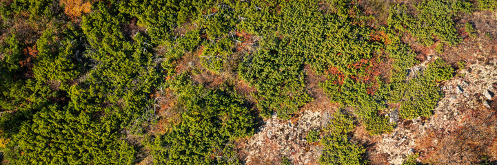 Top view of the thickets of dwarf pine on the slope of the hill. Green plants growing in the wild in the Far North. Nature of the Arctic. Beautiful natural background. Wide panorama. Great for design.