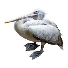 Pelican (Pelecanus occidentalis) isolated on white background