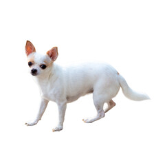 White chihuahua dog isolated on white background