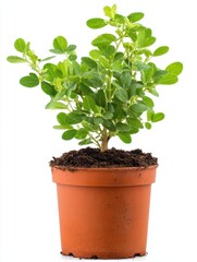 Small Green Plant in Terracotta Pot Against White Background