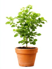 Obraz premium Small Green Plant in Terracotta Pot Against White Background