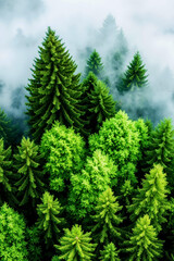 A group of green trees in the middle of a forest