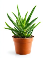 Fototapeta premium Vibrant Green Aloe Vera Plant in Terracotta Pot on White