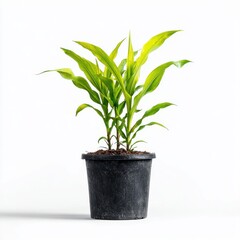 Fototapeta premium Vibrant Green Houseplant in Black Pot Against White Background