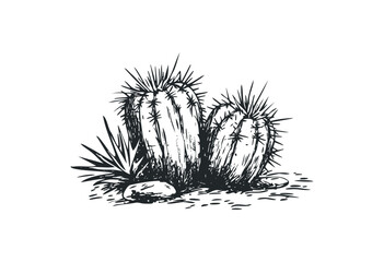 Detailed cactus sketch illustration with desert elements. Vector retro hand drawn illustration