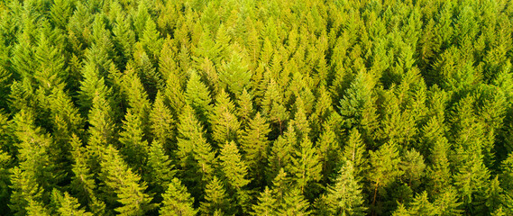 Forest aerial view, evergreen conifer trees, climate change, global warming, ecosystem environment, green lung of planet earth, dry yellow needles in summer heat wave 