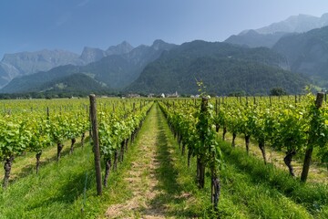 view of grapevines and the village of Jenins in the Grisons in southeastern Switzerland