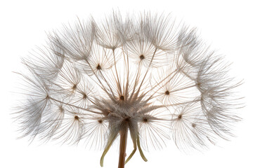 Dandelion seed head with delicate white fluff isolated on a transparent background for use in nature-themed website headers or spring marketing