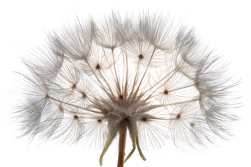 A dandelion seed head caught mid-dispersal with delicate parachutes floating in a chaotic yet graceful spread overhead on transparent background. 