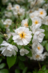 Insecte pollinisateur sur rose sauvage