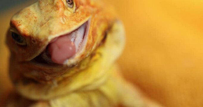 Slow Motion Attack: Naked Agama Opens Jaws Before Strike - Close-Up