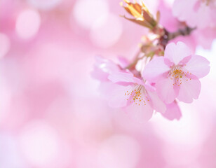 Fototapeta premium Spring Cherry Blossom Soft Focus Background