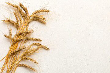 Sheaf of wheat ears close up and seeds on colored background. Natural cereal plant, harvest time...